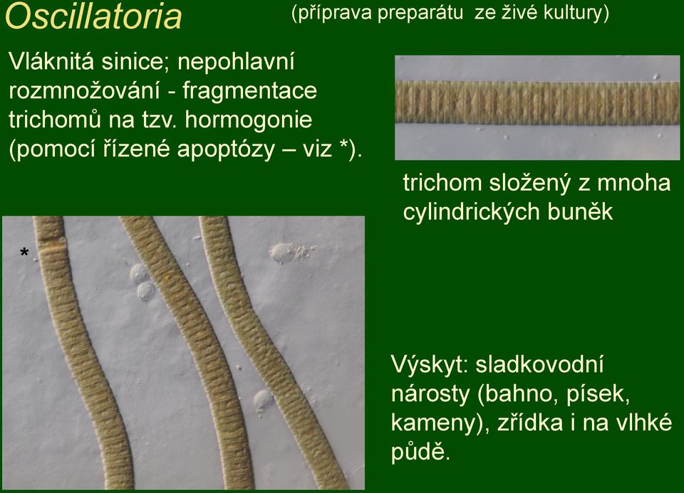 * (příprava preparátu ze ţivé kultury) trichom sloţený z mnoha