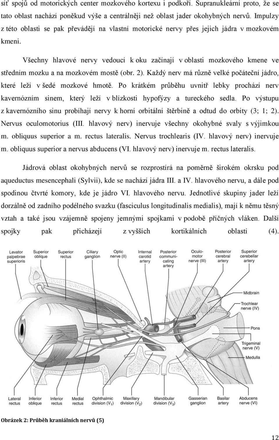 Všechny hlavové nervy vedoucí k oku začínají v oblasti mozkového kmene ve středním mozku a na mozkovém mostě (obr. 2). Každý nerv má různě velké počáteční jádro, které leží v šedé mozkové hmotě.