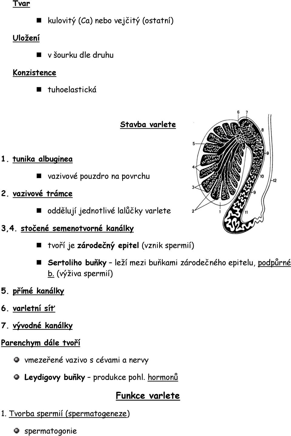 přímé kanálky 6. varletní síť tvoří je zárodečný epitel (vznik spermií) Sertoliho buňky leží mezi buňkami zárodečného epitelu, podpůrné b.
