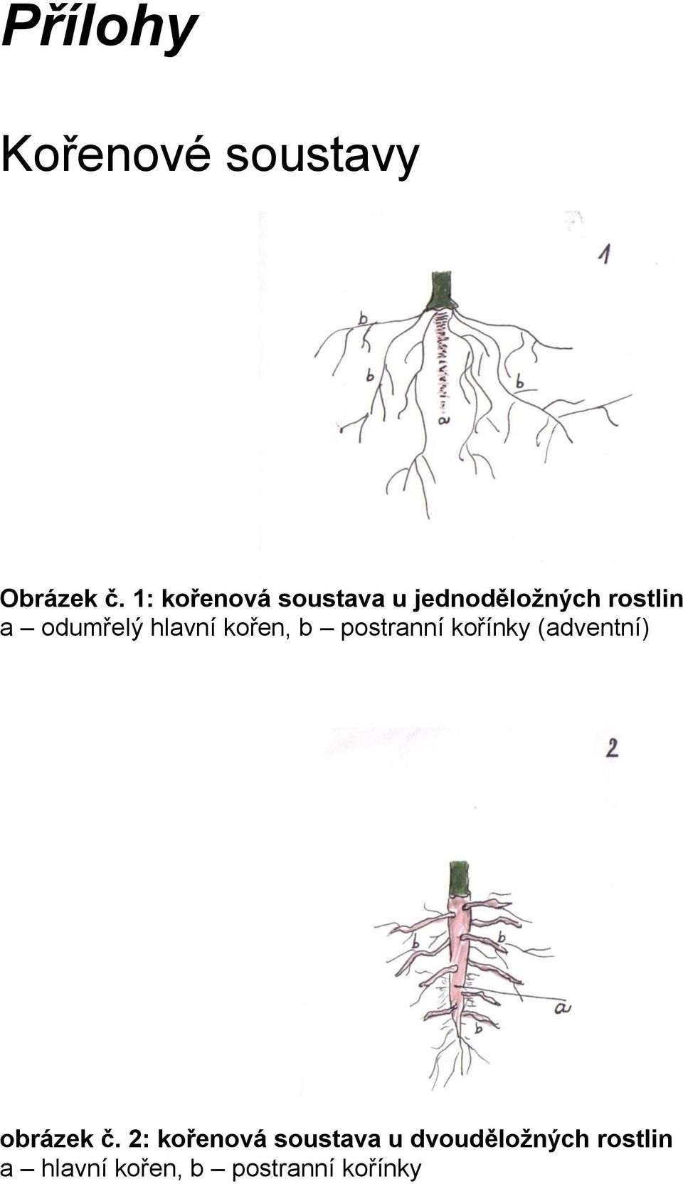 hlavní kořen, b postranní kořínky (adventní) obrázek č.