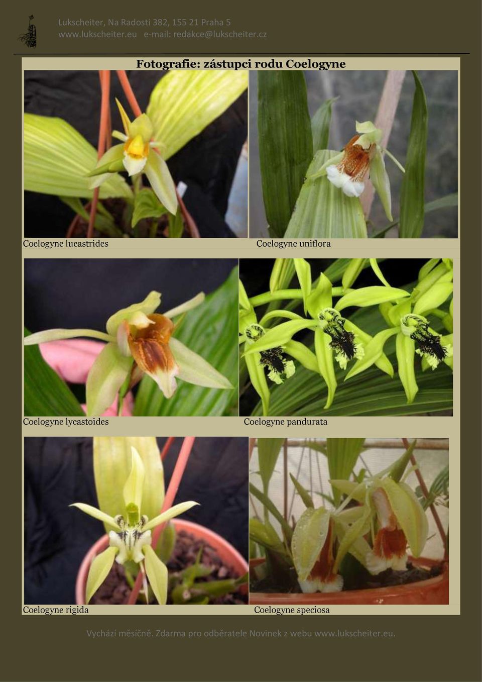 uniflora Coelogyne lycastoides