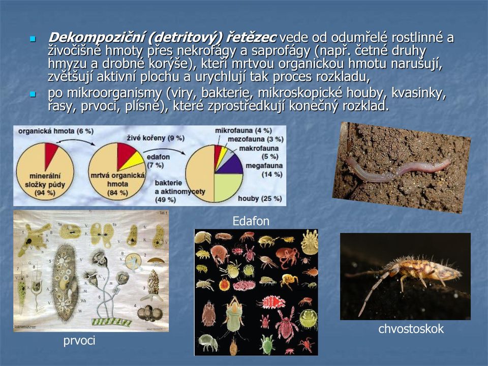 četné druhy hmyzu a drobné korýše), kteří mrtvou organickou hmotu narušují, zvětšují aktivní