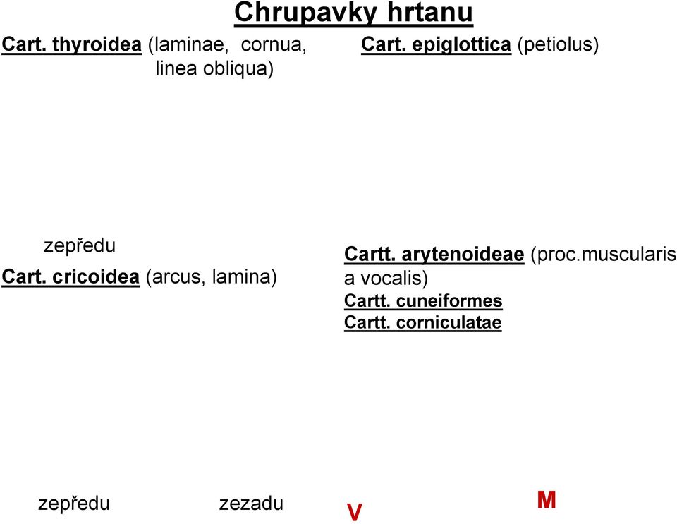 cricoidea (arcus, lamina) Cartt. arytenoideae (proc.