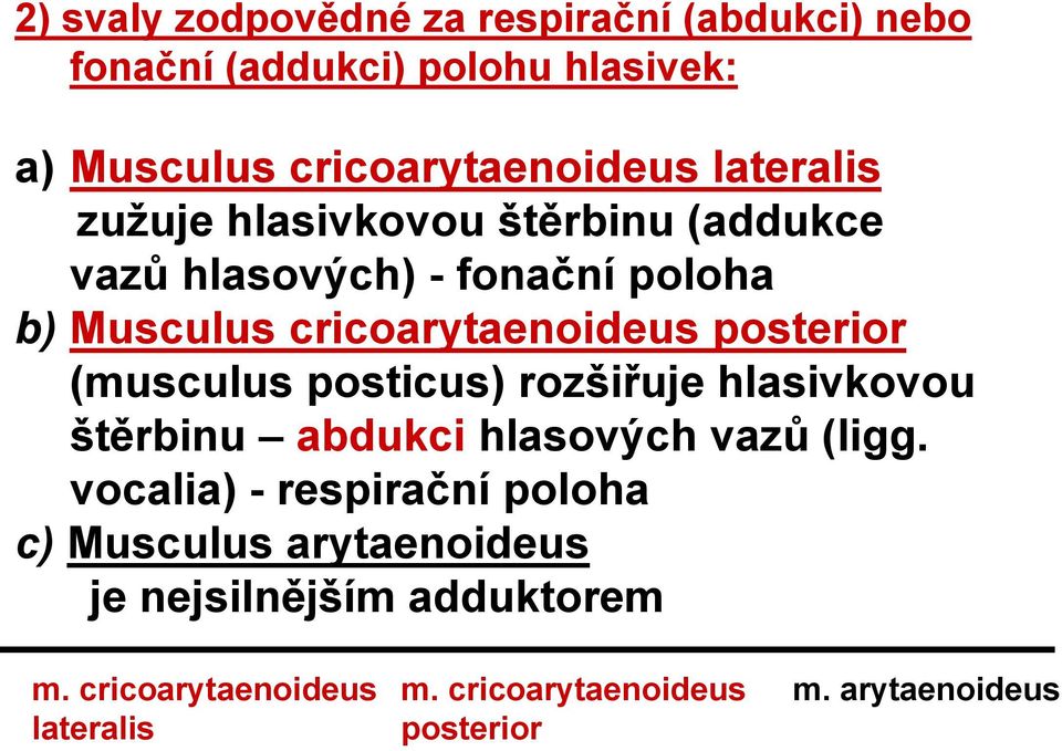 (musculus posticus) rozšiřuje hlasivkovou štěrbinu abdukci hlasových vazů (ligg.