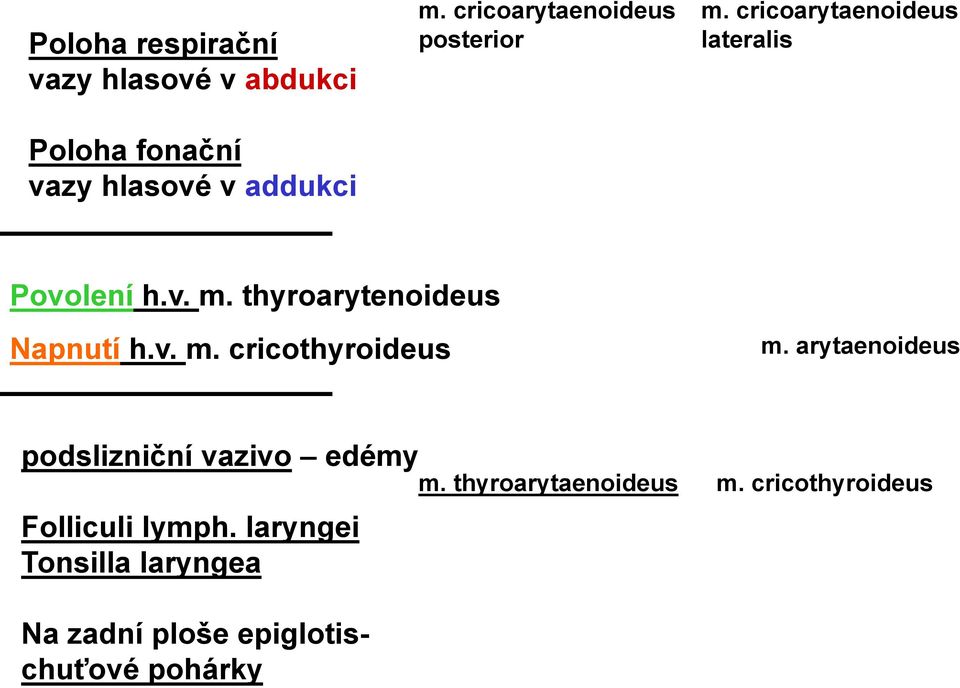 v. m. cricothyroideus m. arytaenoideus podslizniční vazivo edémy Folliculi lymph.