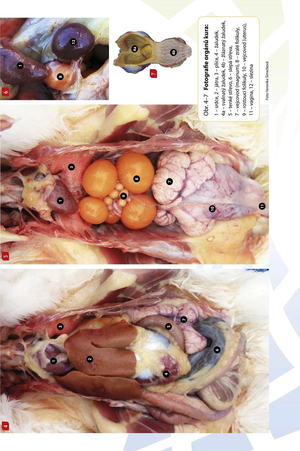 žaludek, 4b žláznatý žaludek, 5 tenké střevo, 6 slepá střeva, vejcovod