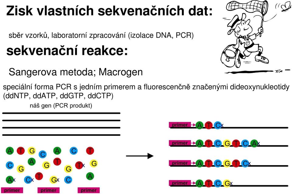 metoda; Macrogen speciální forma PCR s jedním primerem a