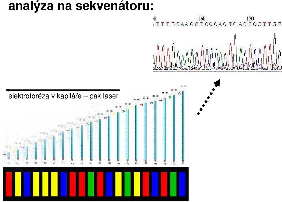 elektroforéza