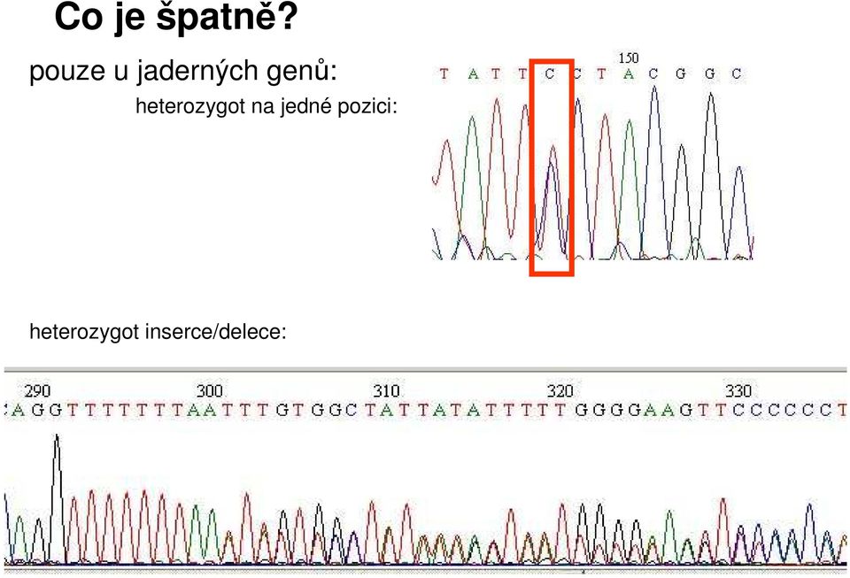 heterozygot na jedné