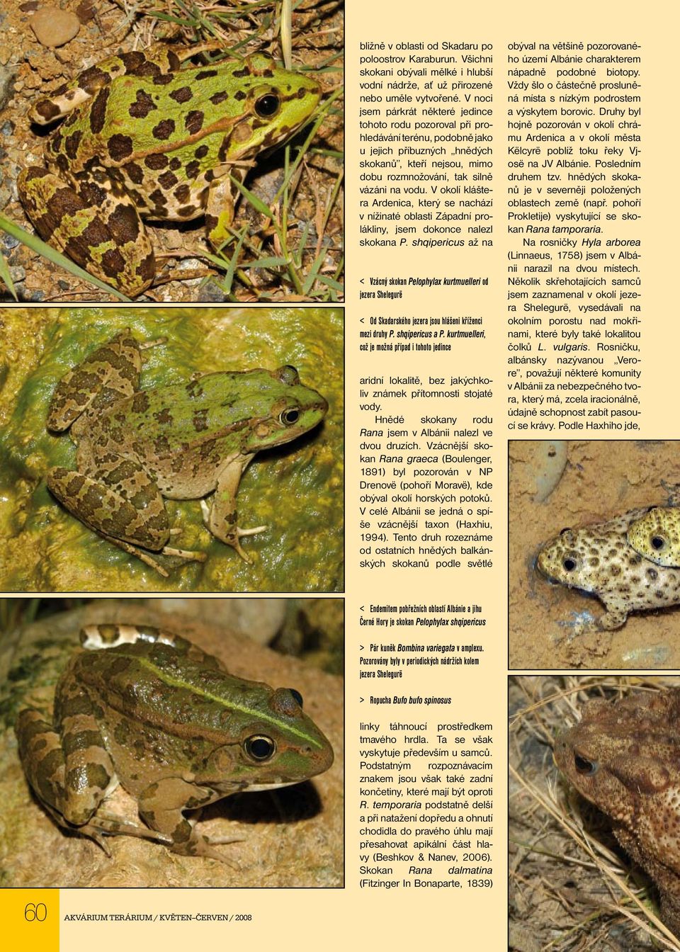 V okolí kláštera Ardenica, který se nachází v nížinaté oblasti Západní prolákliny, jsem dokonce nalezl skokana P.