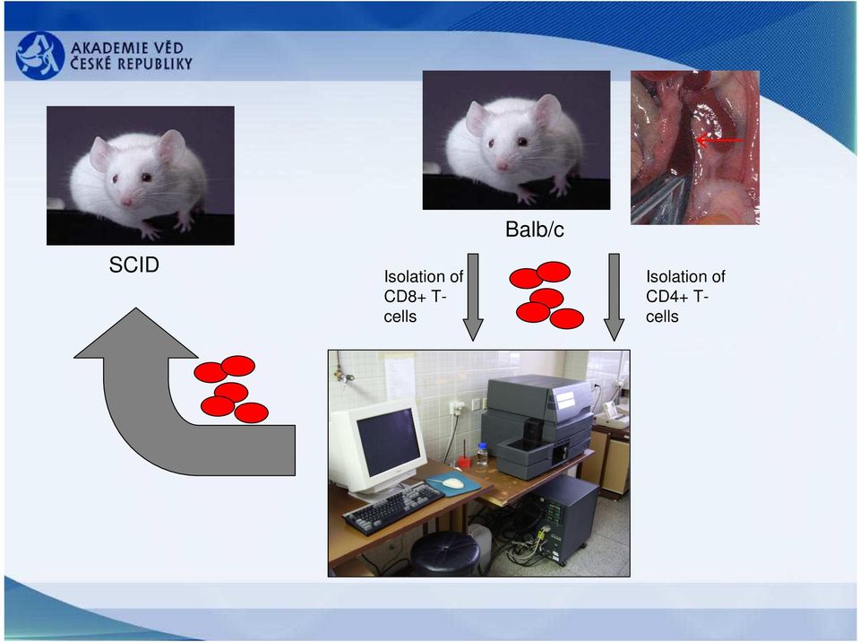 Balb/c Isolation