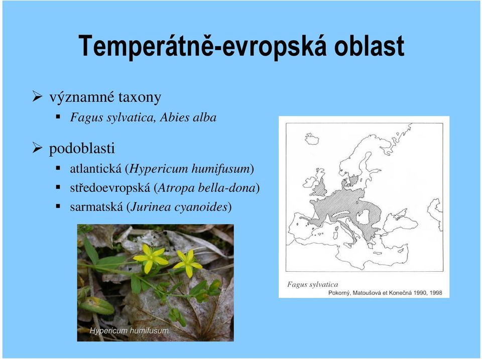 (Hypericum humifusum) středoevropská (Atropa