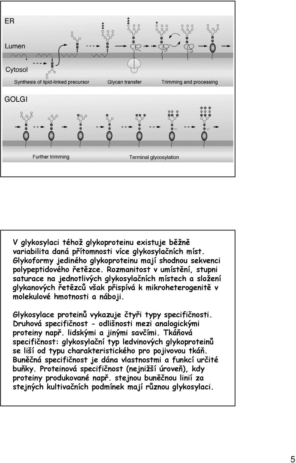 Glykosylace proteinů vykazuje čtyři typy specifičnosti. Druhová specifičnost - odlišnosti mezi analogickými proteiny např. lidskými a jinými savčími.