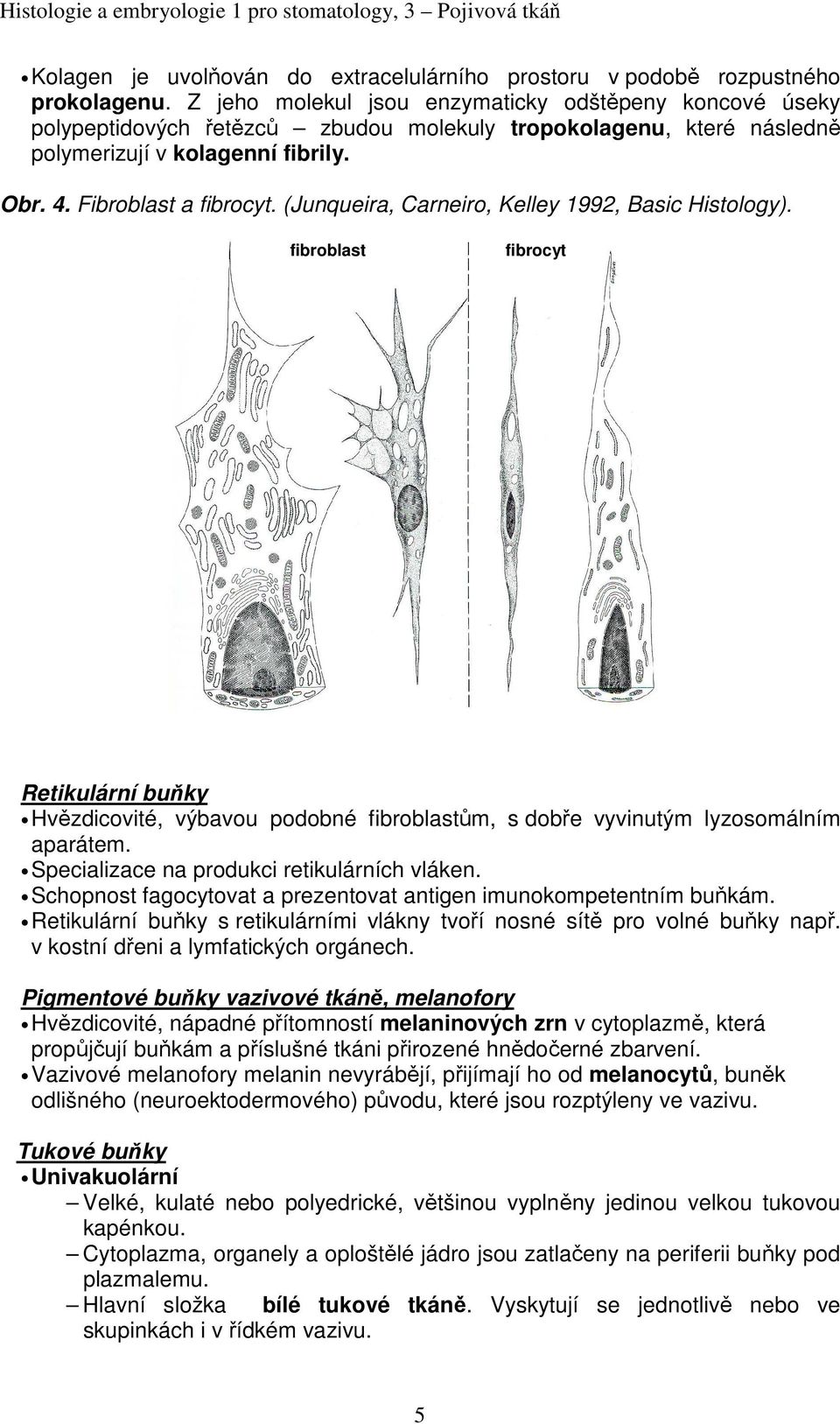 (Junqueira, Carneiro, Kelley 1992, Basic Histology). fibroblast fibrocyt Retikulární buňky Hvězdicovité, výbavou podobné fibroblastům, s dobře vyvinutým lyzosomálním aparátem.