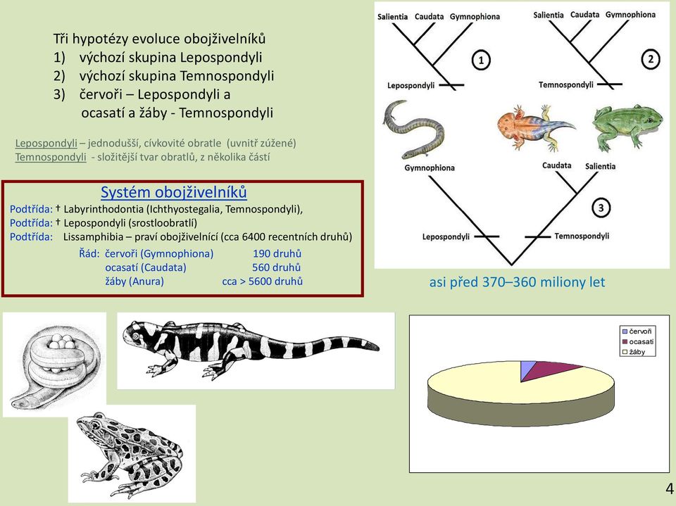 oojživelníků Podtříd: Lyrinthodonti (Ihthyostegli, Temnospondyli), Podtříd: Lepospondyli (srostloortlí) Podtříd: Lissmphii prví