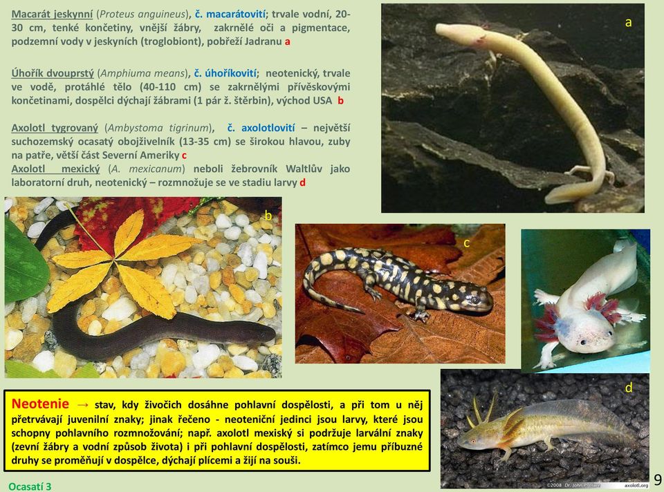 úhoříkovití; neoteniký, trvle ve vodě, protáhlé tělo (40-110 m) se zkrnělými přívěskovými končetinmi, dospěli dýhjí žármi (1 pár ž. štěrin), výhod USA Axolotl tygrovný (Amystom tigrinum), č.