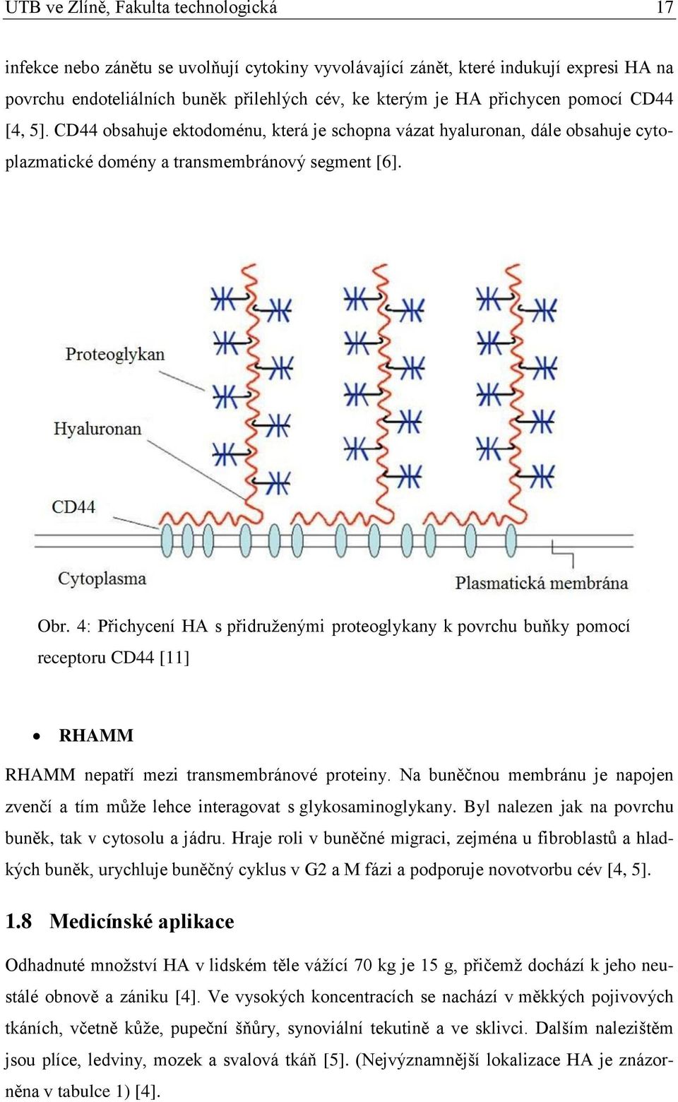 4: Přichycení HA s přidruţenými proteoglykany k povrchu buňky pomocí receptoru CD44 [11] RHAMM RHAMM nepatří mezi transmembránové proteiny.