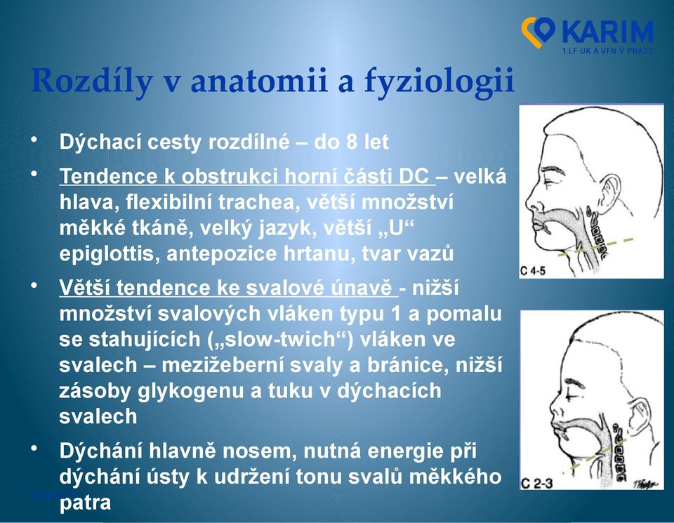 - nižší množství svalových vláken typu 1 a pomalu se stahujících ( slow-twich ) vláken ve svalech mezižeberní svaly a bránice,