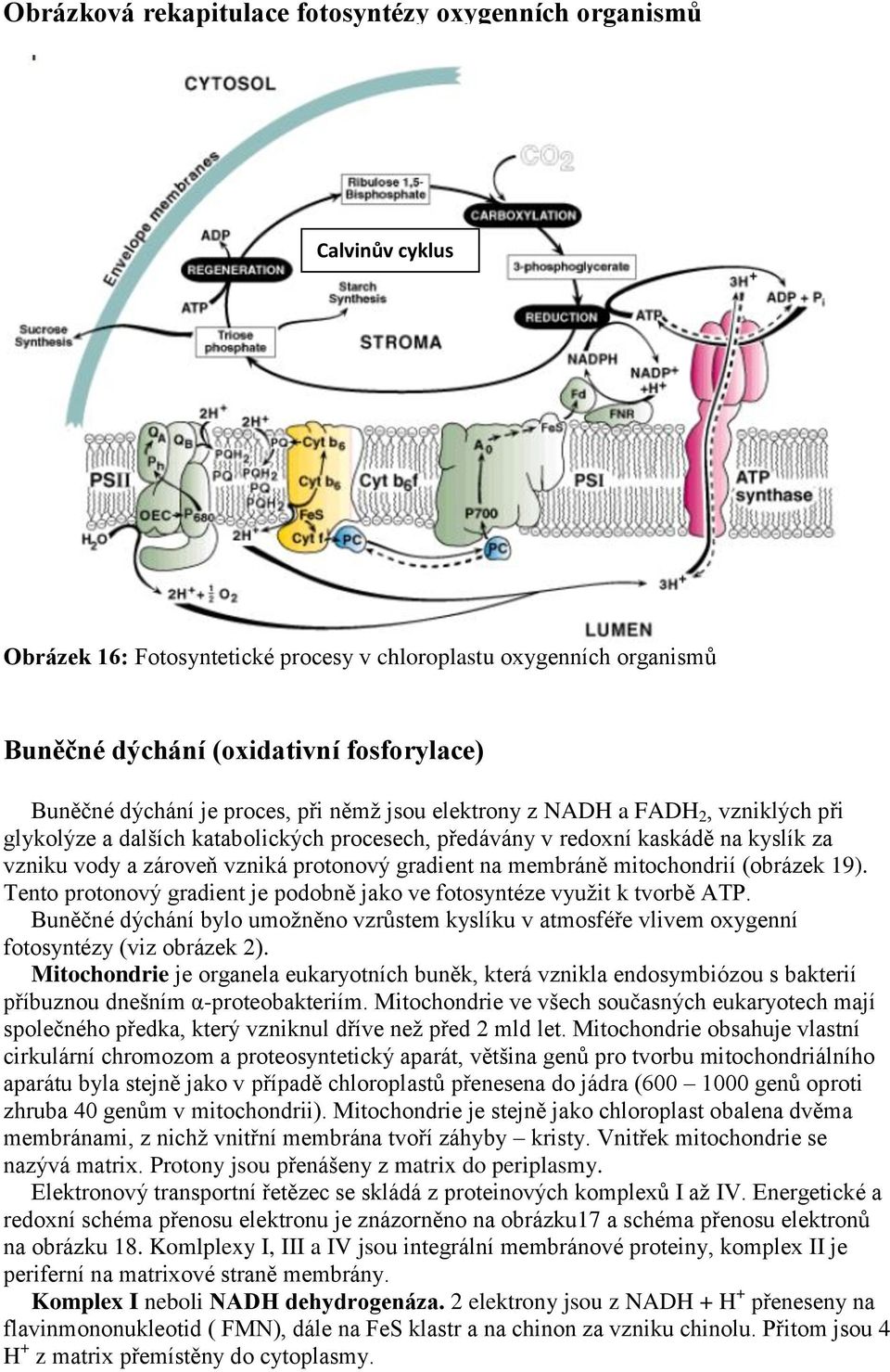 na membráně mitochondrií (obrázek 19). Tento protonový gradient je podobně jako ve fotosyntéze využit k tvorbě ATP.