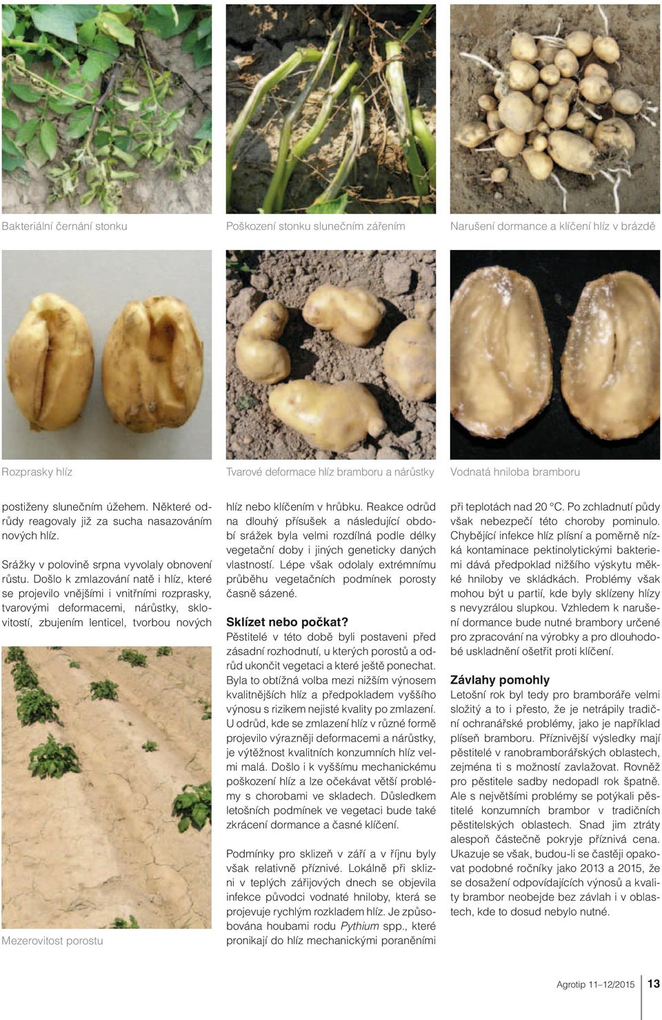 Došlo k zmlazování natě i hlíz, které se projevilo vnějšími i vnitřními rozprasky, tvarovými deformacemi, nárůstky, sklovitostí, zbujením lenticel, tvorbou nových Mezerovitost porostu hlíz nebo