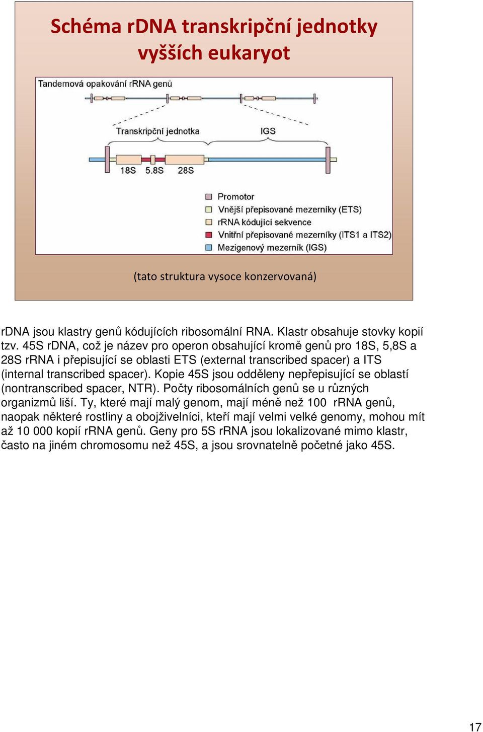 Kopie 45S jsou odděleny nepřepisující se oblastí (nontranscribed spacer, NTR). Počty ribosomálních genů se u různých organizmů liší.
