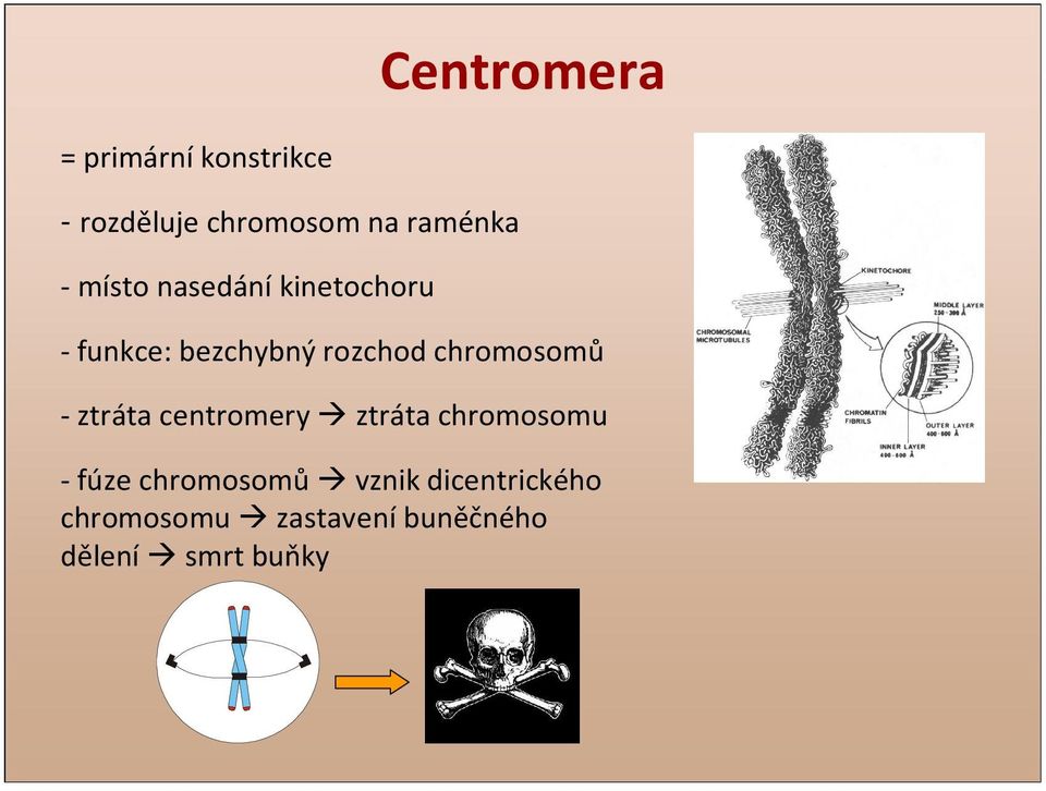 chromosomů - ztráta centromery ztráta chromosomu - fúze