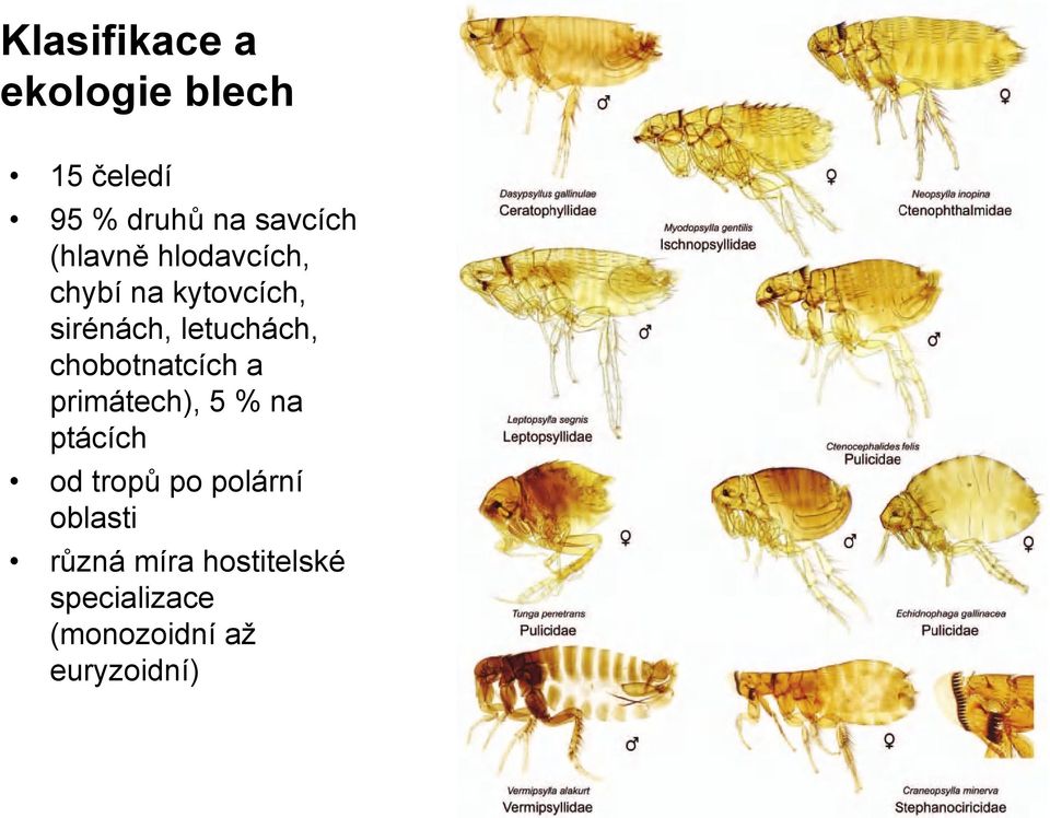 chobotnatcích a primátech), 5 % na ptácích od tropů po polární