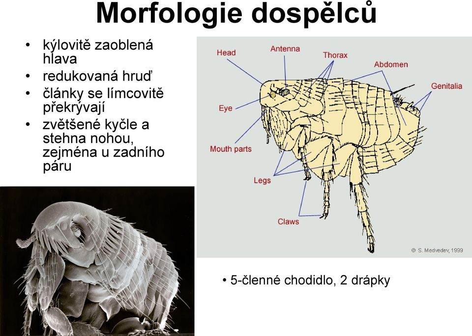 překrývají zvětšené kyčle a stehna nohou,