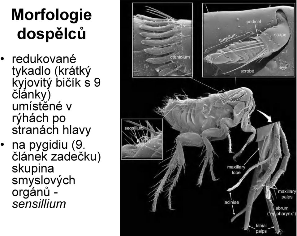 v rýhách po stranách hlavy na pygidiu (9.