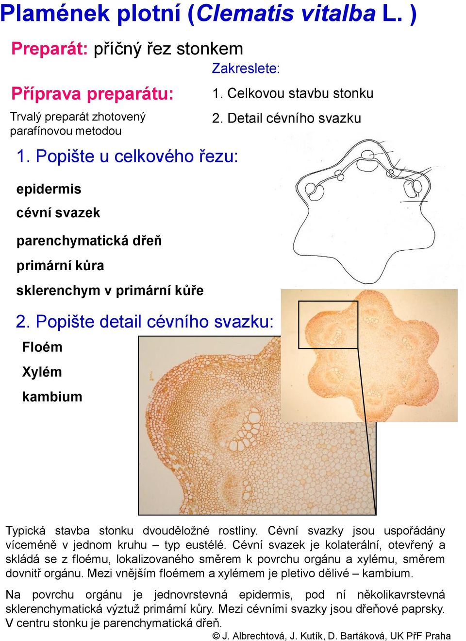 Cévní svazky jsou uspořádány víceméně v jednom kruhu typ eustélé.