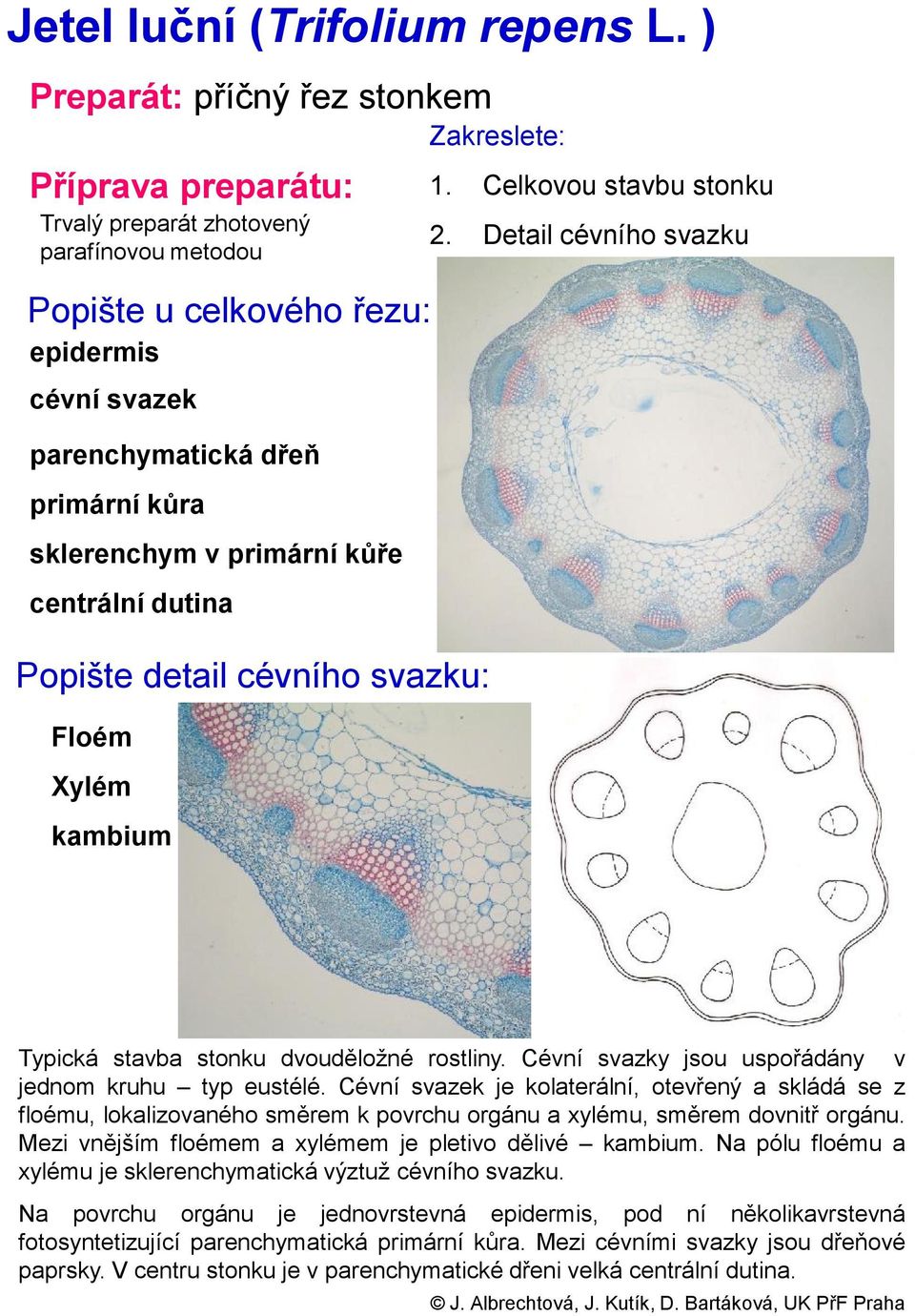 rostliny. Cévní svazky jsou uspořádány v jednom kruhu typ eustélé.