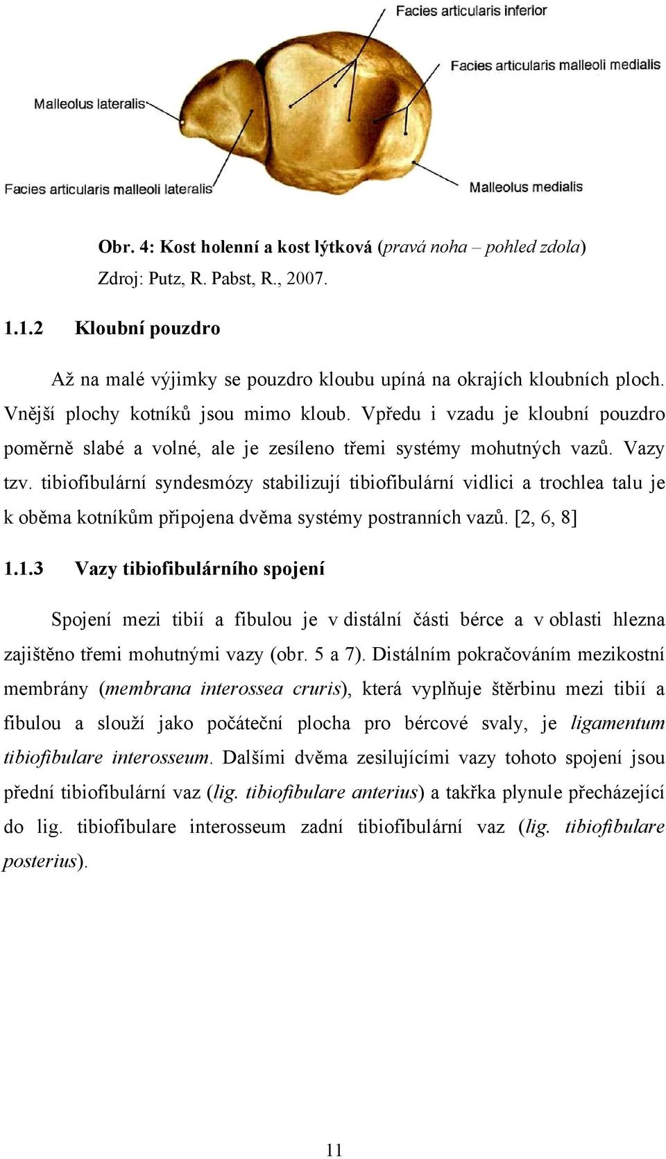 tibiofibulární syndesmózy stabilizují tibiofibulární vidlici a trochlea talu je k oběma kotníkům připojena dvěma systémy postranních vazů. [2, 6, 8] 1.