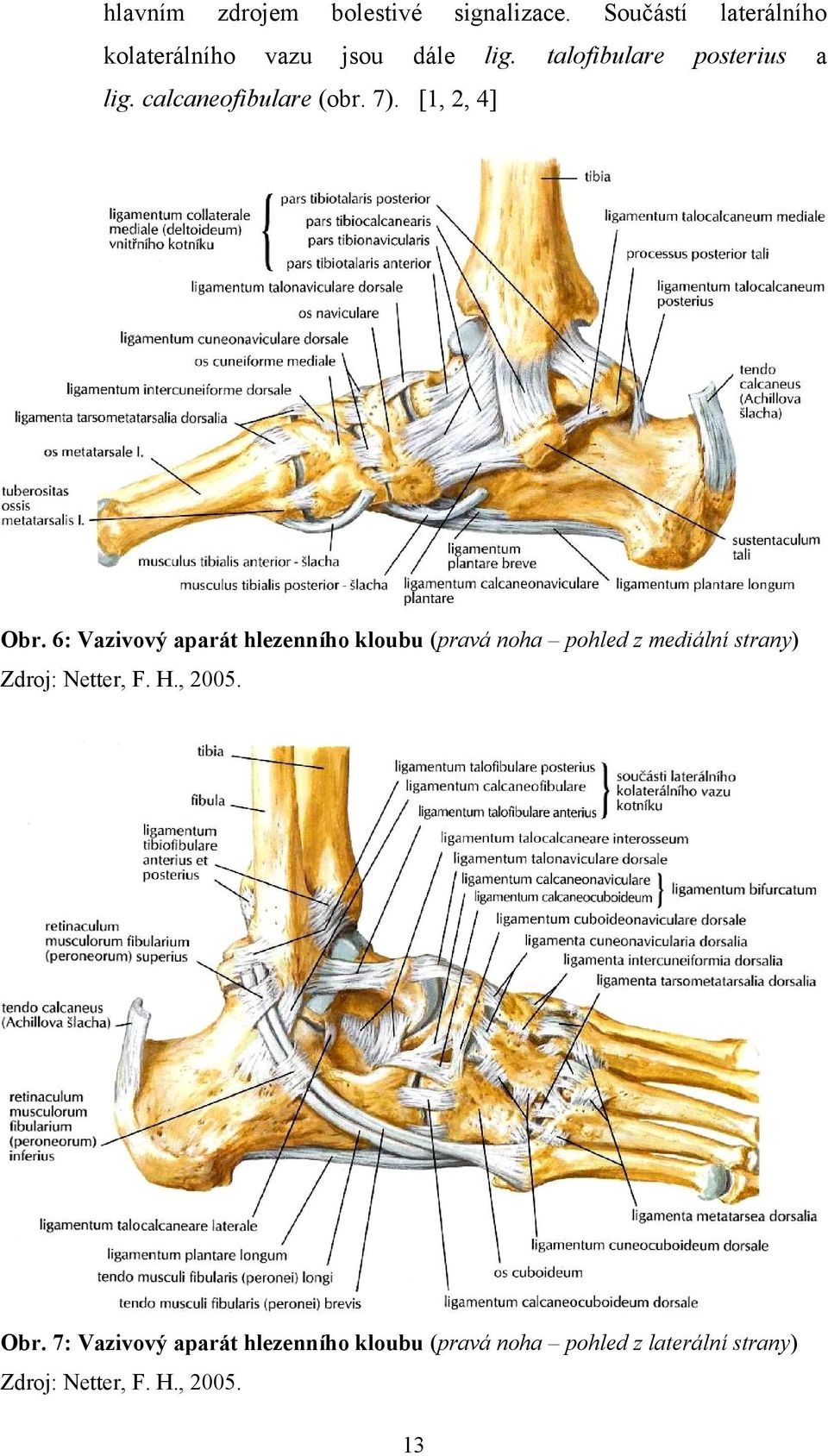 6: Vazivový aparát hlezenního kloubu (pravá noha pohled z mediální strany) Zdroj: Netter, F. H.
