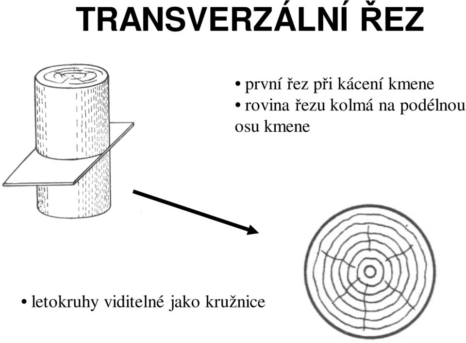 kolmá na podélnou osu kmene