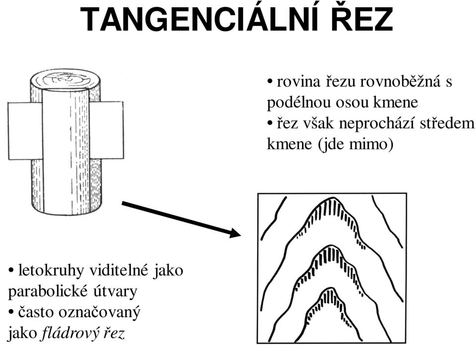 středem kmene (jde mimo) letokruhy viditelné