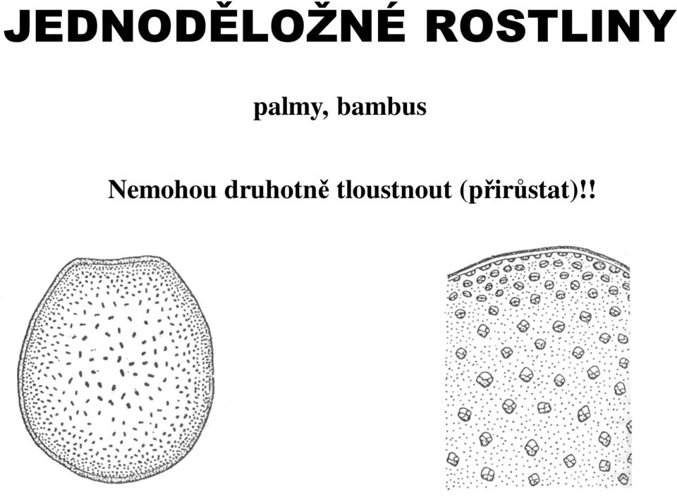 bambus Nemohou