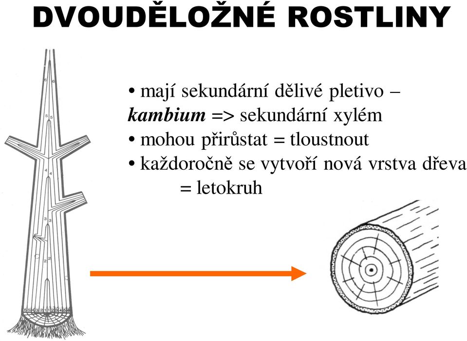 xylém mohou přirůstat = tloustnout