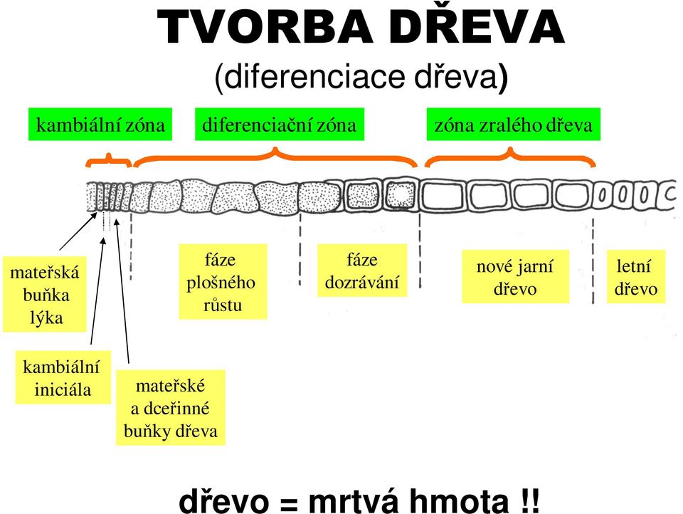 fáze plošného růstu fáze dozrávání nové jarní dřevo letní