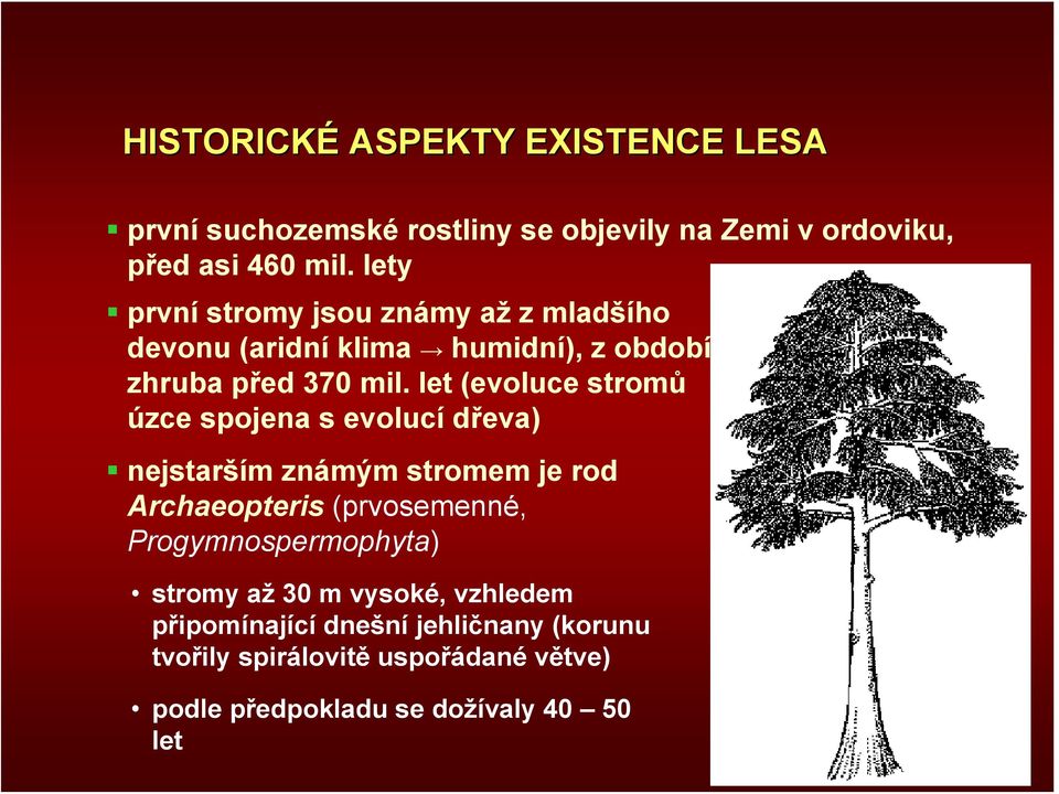 let (evoluce stromů úzce spojena s evolucí dřeva) nejstarším známým stromem je rod Archaeopteris (prvosemenné,