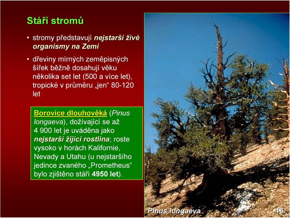 longaeva), dožívající se až 4 900 let je uváděna jako nejstarší žijící rostlina; roste vysoko v horách