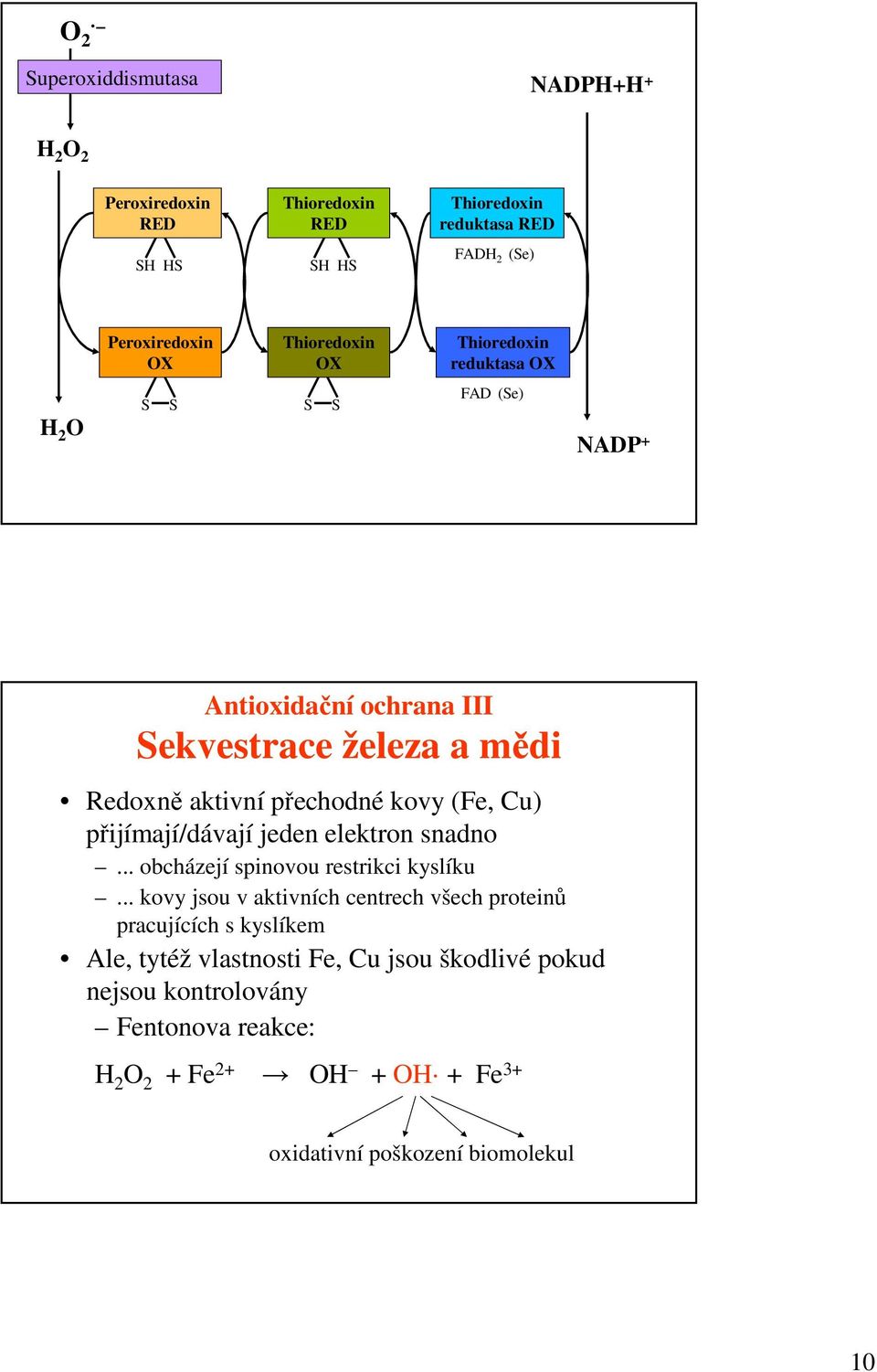 (Fe, Cu) přijímají/dávají jeden elektron snadno... obcházejí spinovou restrikci kyslíku.