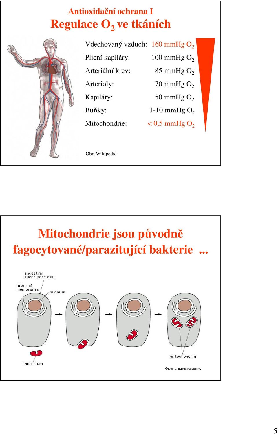 O 2 Kapiláry: 50 mmhg O 2 Buňky: 1-10 mmhg O 2 Mitochondrie: < 0,5 mmhg O 2