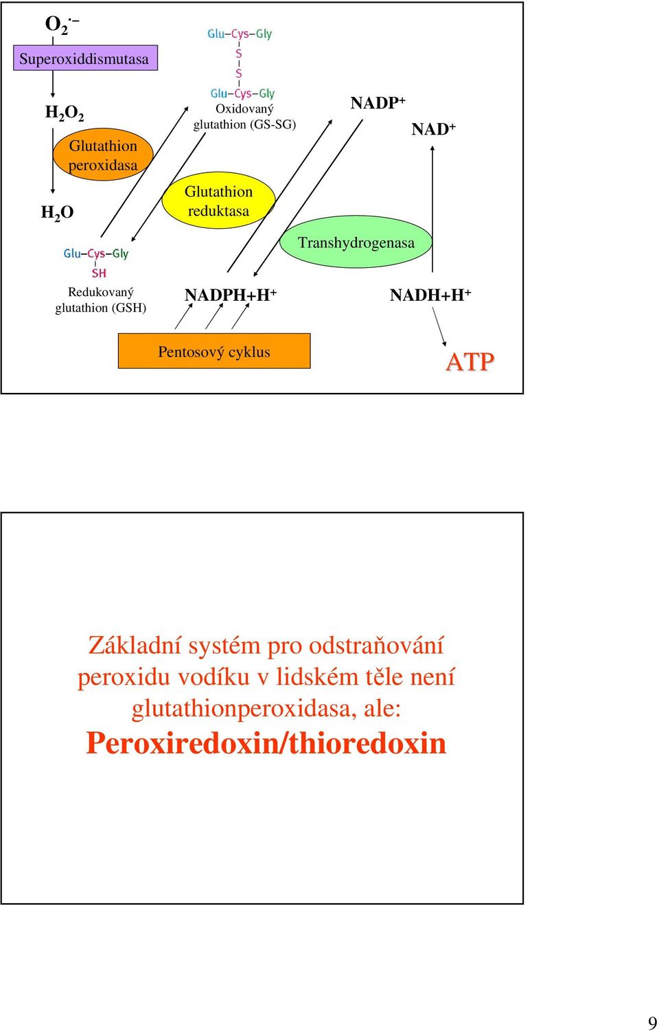 glutathion (GSH) NADPH+H + NADH+H + Pentosový cyklus ATP Základní systém pro
