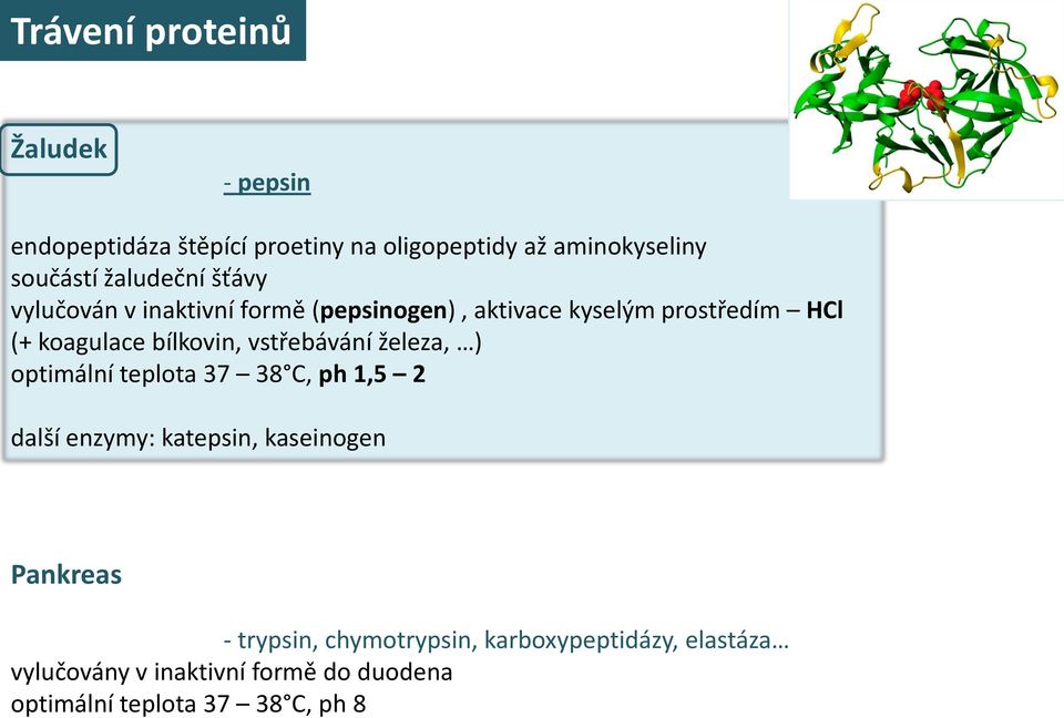 bílkovin, vstřebávání železa, ) optimální teplota 37 38 C, ph 1,5 2 další enzymy: katepsin, kaseinogen Pankreas