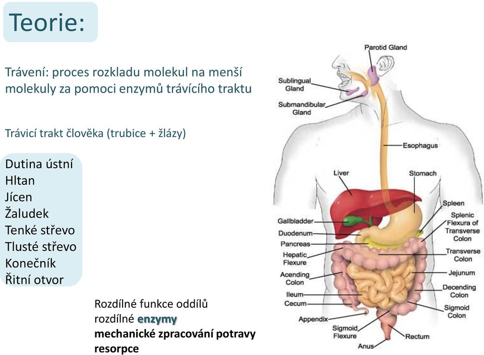 ústní Hltan Jícen Žaludek Tenké střevo Tlusté střevo Konečník Řitní