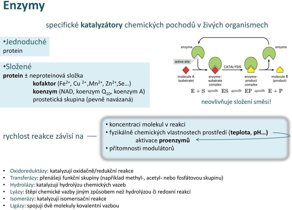 rychlost reakce závïsí na koncentraci molekul v reakci fyzikálně chemických vlastnostech prostředí (teplota, ph ) aktivace proenzymů přítomnosti modulátorů Oxidoreduktázy: katalyzují