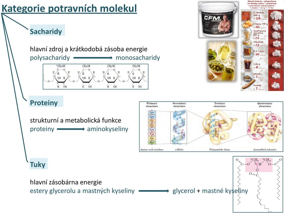 metabolická funkce proteiny aminokyseliny Tuky hlavní zásobárna