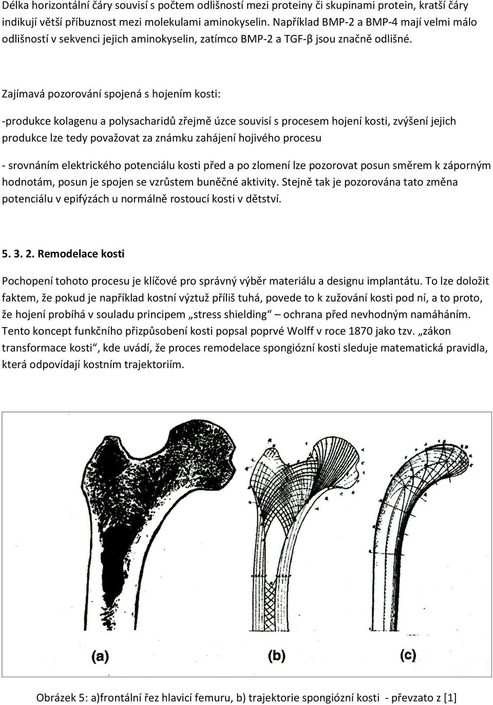 Zajímavá pozorování spojená s hojením kosti: -produkce kolagenu a polysacharidů zřejmě úzce souvisí s procesem hojení kosti, zvýšení jejich produkce lze tedy považovat za známku zahájení hojivého