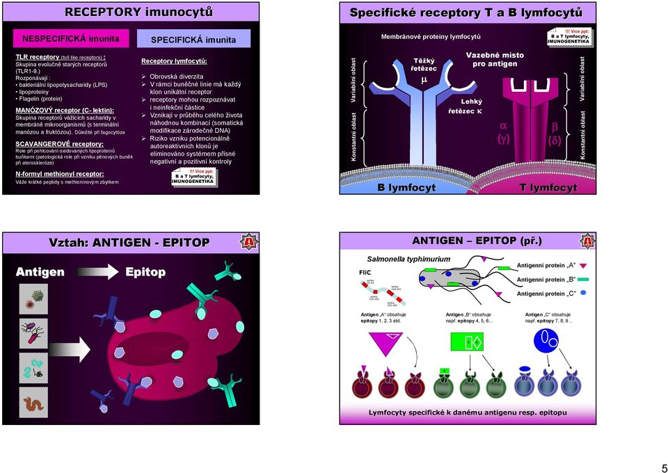 ) Rozponávají : bakteriální lipopolysacharidy (LPS) lipoproteiny Flagelin (protein) MANÓZOVÝ receptor (C- lektin): Skupina receptorů vážících sacharidy v membráně mikroorganismů (s terminální manózou