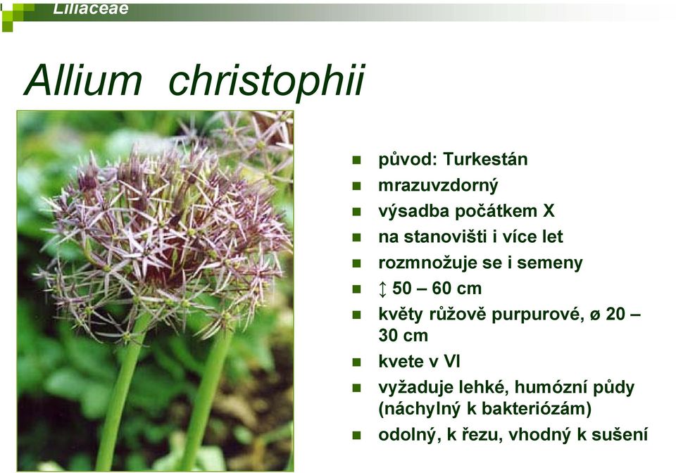 60 cm květy růžově purpurové, ø 20 30 cm kvete v VI vyžaduje